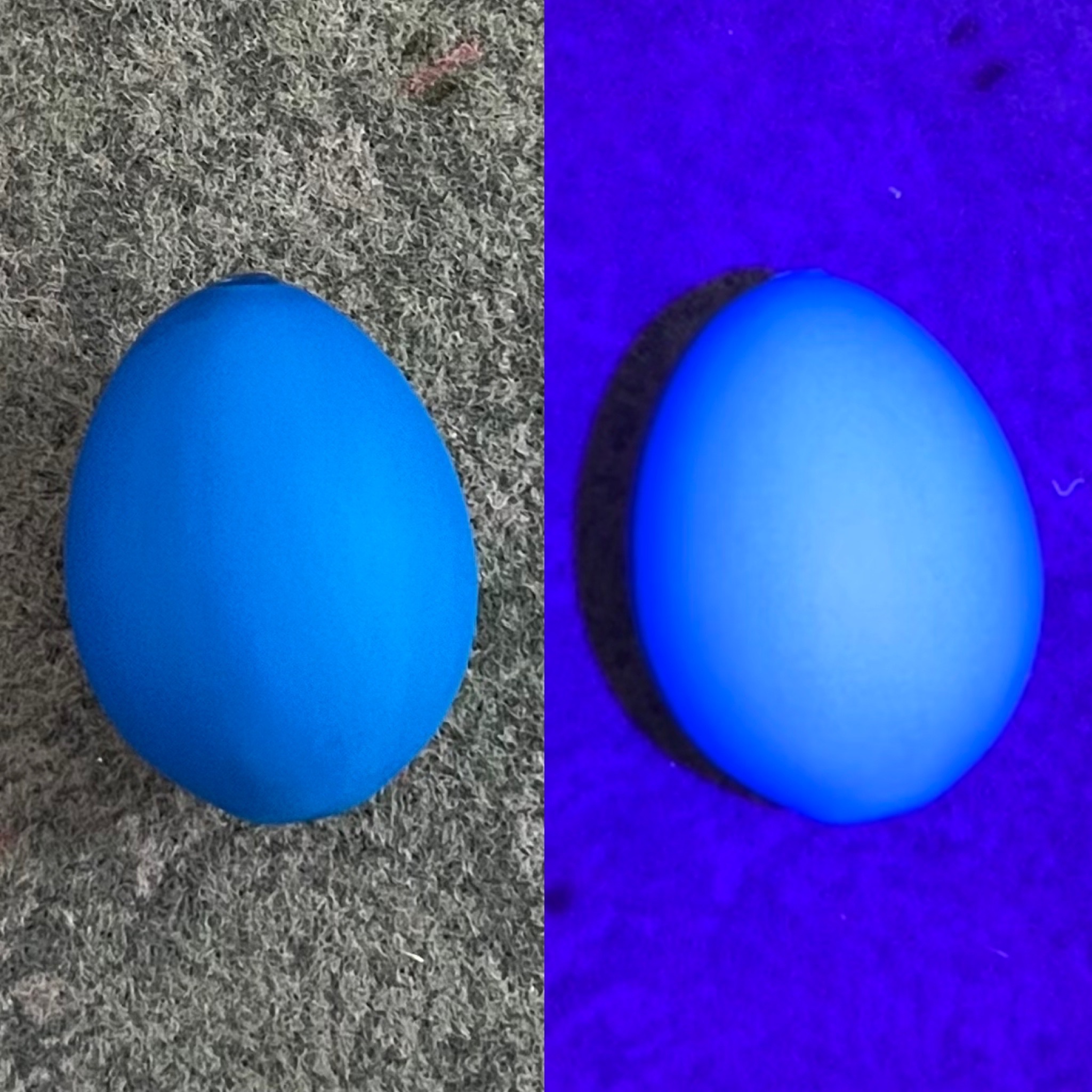 UV Köderei / Lockei blau fluoreszierend