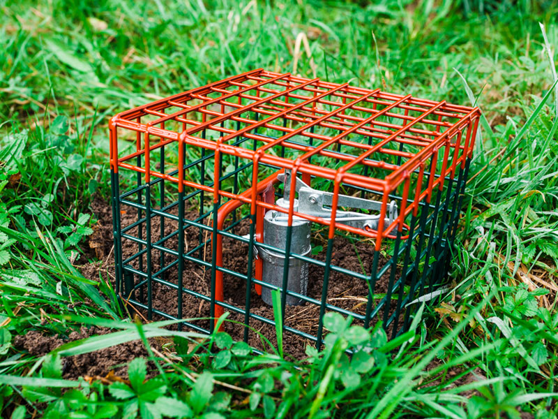 WildVerbiss-Schutzmittel Trico gegen Sommer- und Winterwildverbiss Repelent Fernhaltemittel Schädlingsbekämpfung (5 Liter WildVerbiss-Schutzmittel Trico gegen Sommer- und Winterwildverbiss Repelent Fernhaltemittel Schädlingsbekämpfung (5 Liter