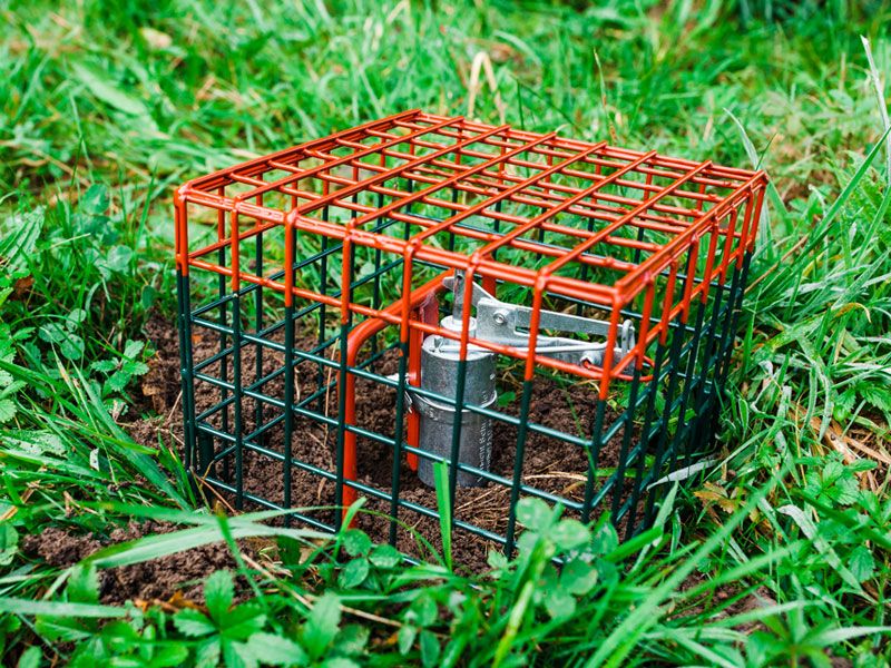 Trico Verbissschutzmittel 5L – Schützt Kiefern V Produktbild-Vorschau 3